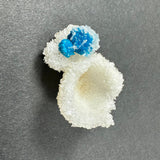 Bright blue cavansite balls clustered on white stilbite crystals, creating a contrast with the textured dark gray background.