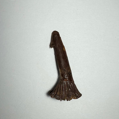 Onchopristis Barb/Tooth (MD) Fossil from Morocco