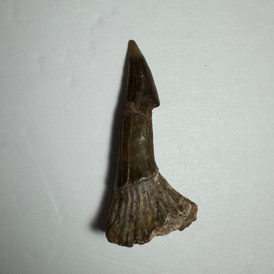 Onchopristis Barb/Tooth (MD) Fossil from Morocco