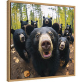 Framed canvas artwork featuring a humorous black bear taking a selfie