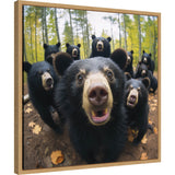 Close-up of a black bear with a curious expression surrounded by eight other black bears in a forest with autumn leaves and tall trees.