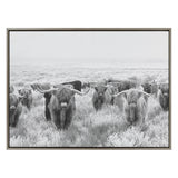 Sylvie Herd of Highland Cows Black and White Framed Canvas by The