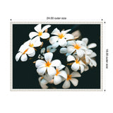 Cluster of white plumeria flowers with yellow centers against a dark blurred background, displayed within a decorative white frame with measurement indicators.