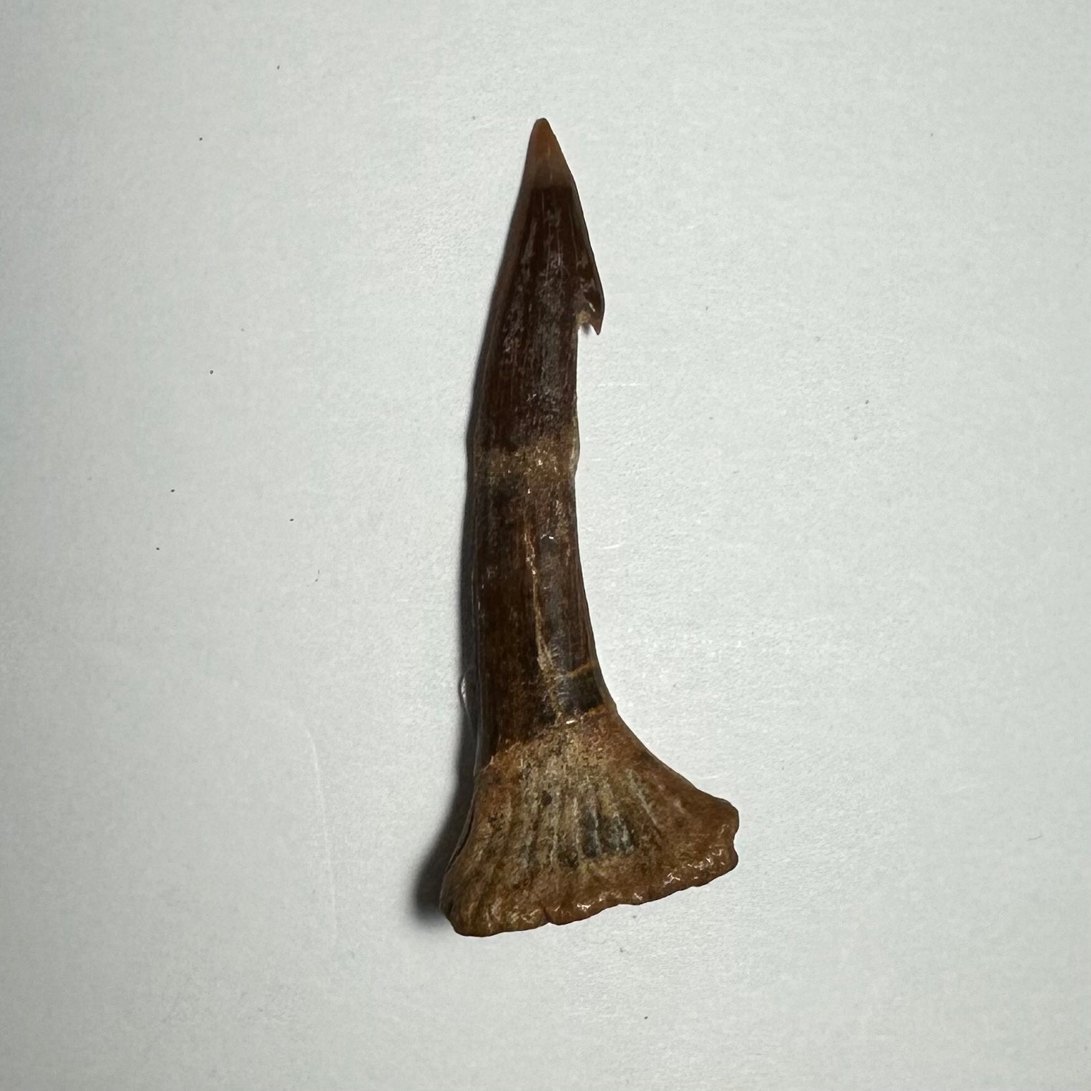 Onchopristis Barb/Tooth (MD) Fossil from Morocco
