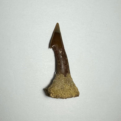 Onchopristis Barb/Tooth (MD) Fossil from Morocco