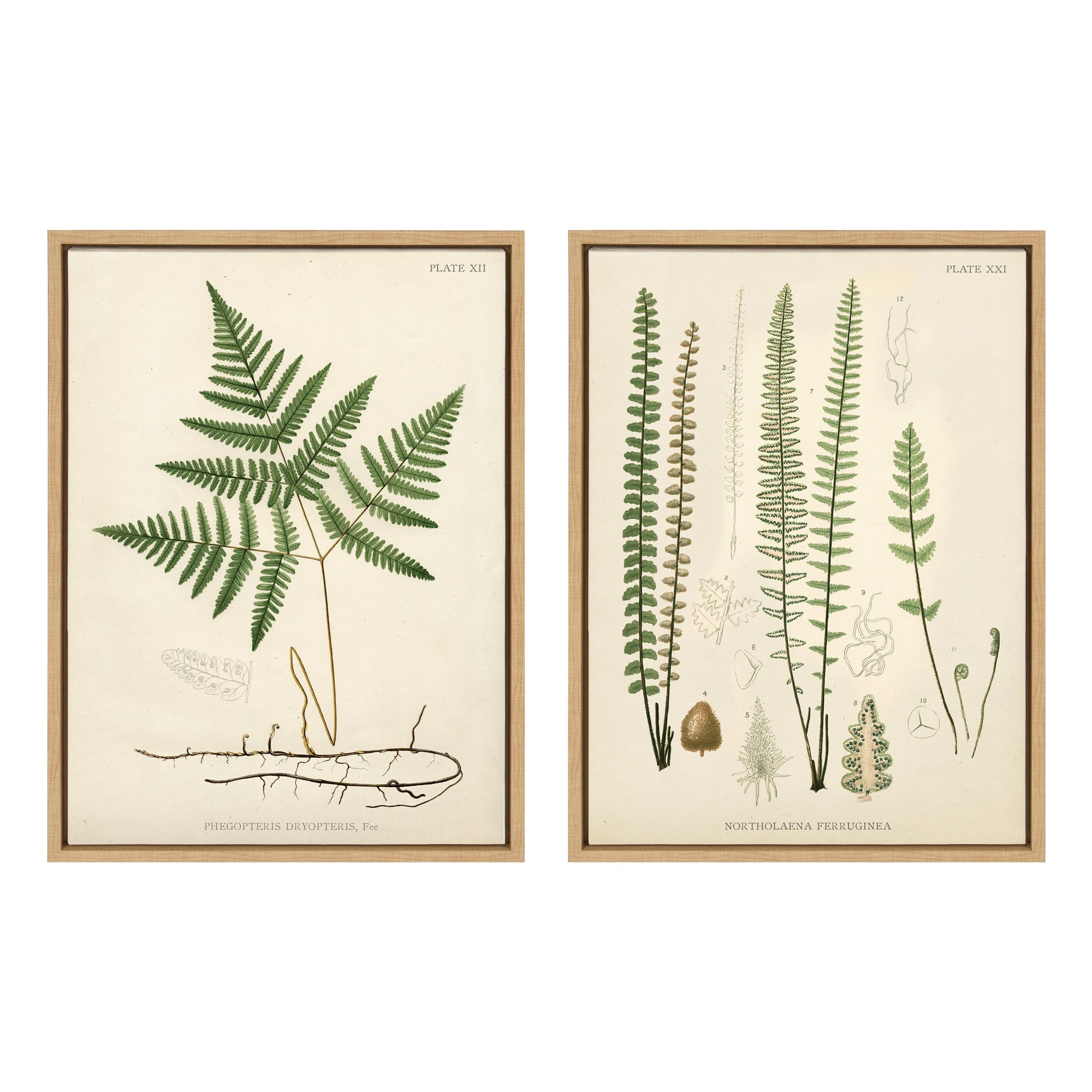 Sylvie Ferns Framed Canvas Set by kateandlaurel - main product image for Resin Society