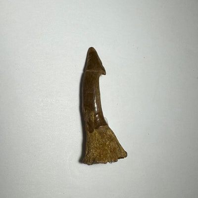 Onchopristis Barb/Tooth (MD) Fossil from Morocco