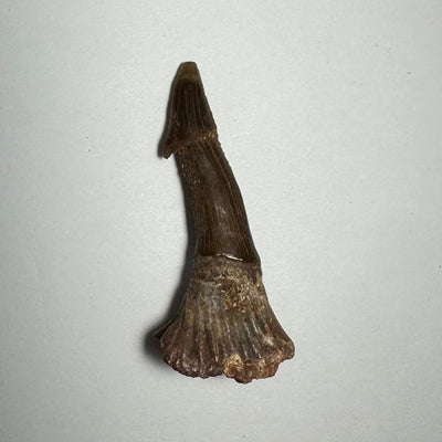 Onchopristis Barb/Tooth (MD) Fossil from Morocco