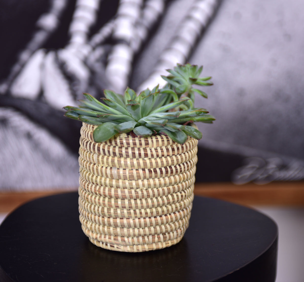 Succulent Basket Planter by Mbare Ltd - product image 10 for Resin Society
