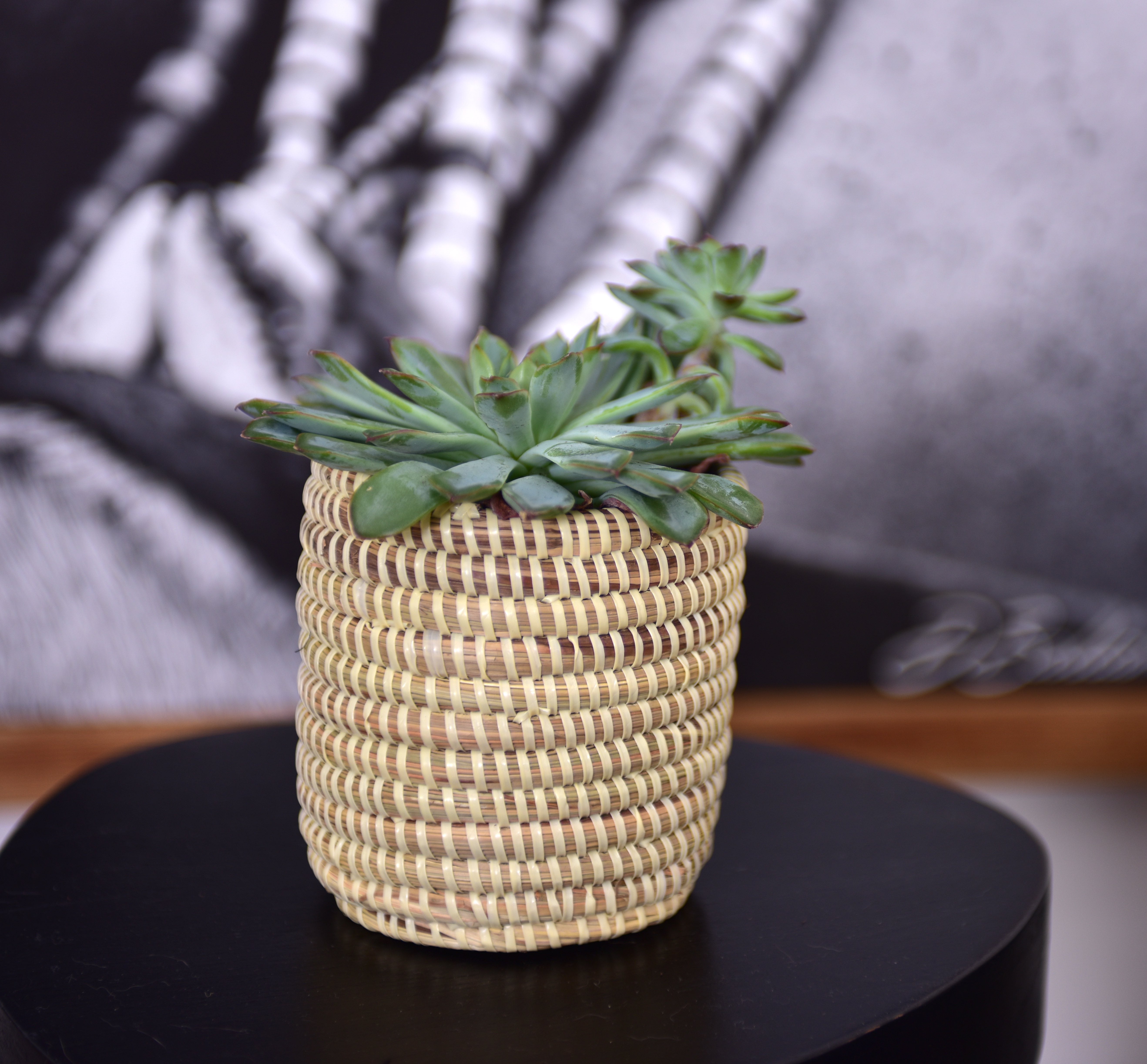 Succulent Basket Planter by Mbare Ltd - product image 10 for Resin Society