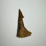 Single brown fossilized Onchopristis barb with a sharp, pointed tip and wider textured base, displayed on a plain white background.