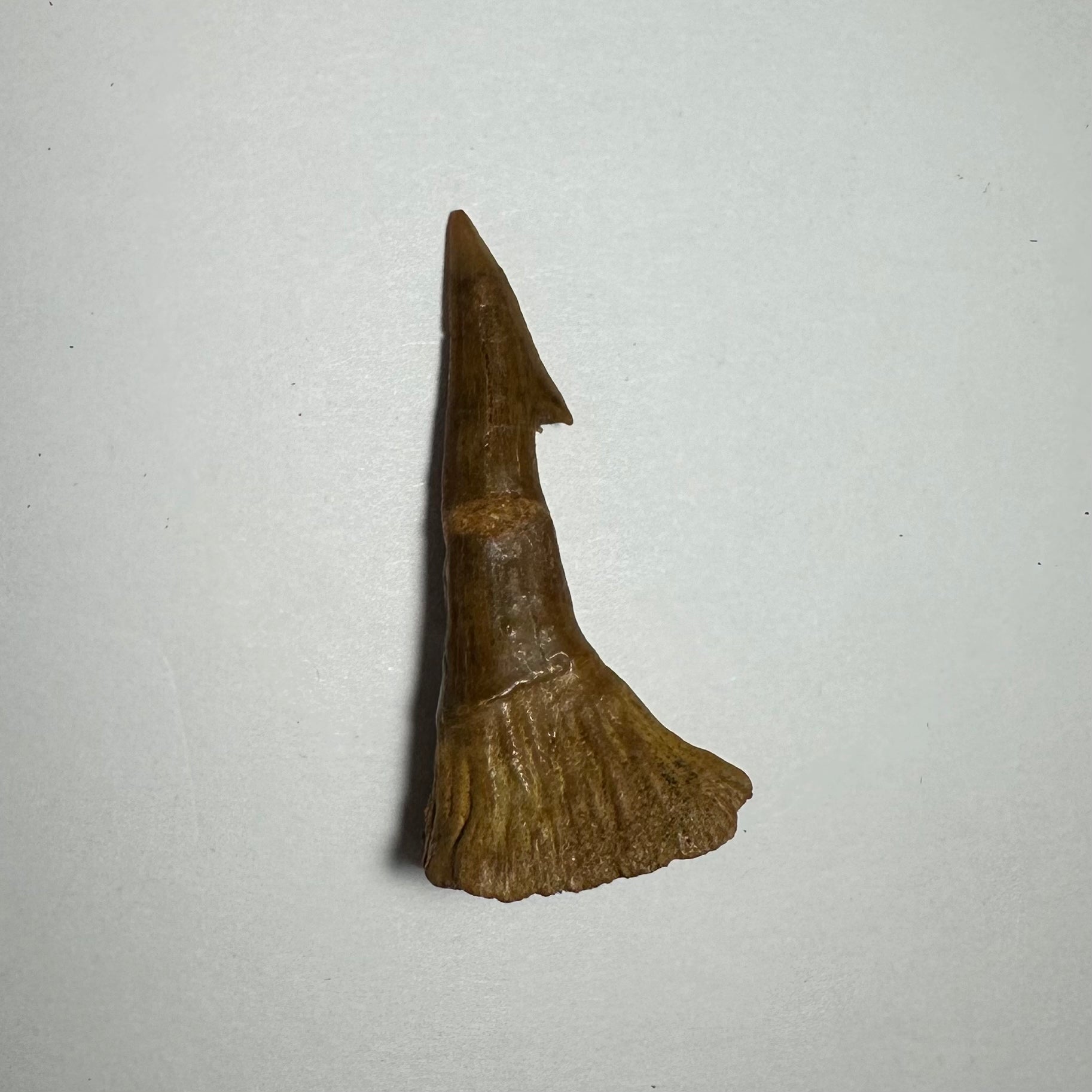 Onchopristis Barb/Tooth (MD) Fossil from Morocco