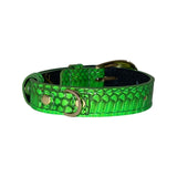 Neon green snake-patterned collar with shiny gold oval metal buckle and hardware, shown on white background.