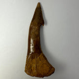 Long brown fossilized Onchopristis barb or tooth with a smooth upper section and wider textured base, shown upright on a plain white background.