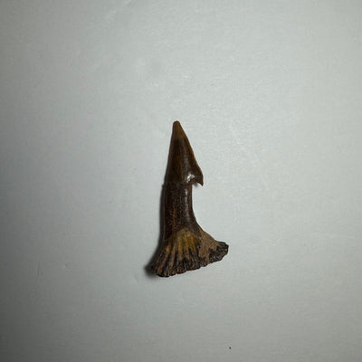 Onchopristis Barb/Tooth (SM) from Morocco