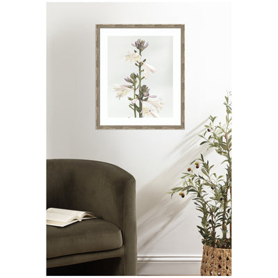 Framed Art Hosta by Alicia Abla