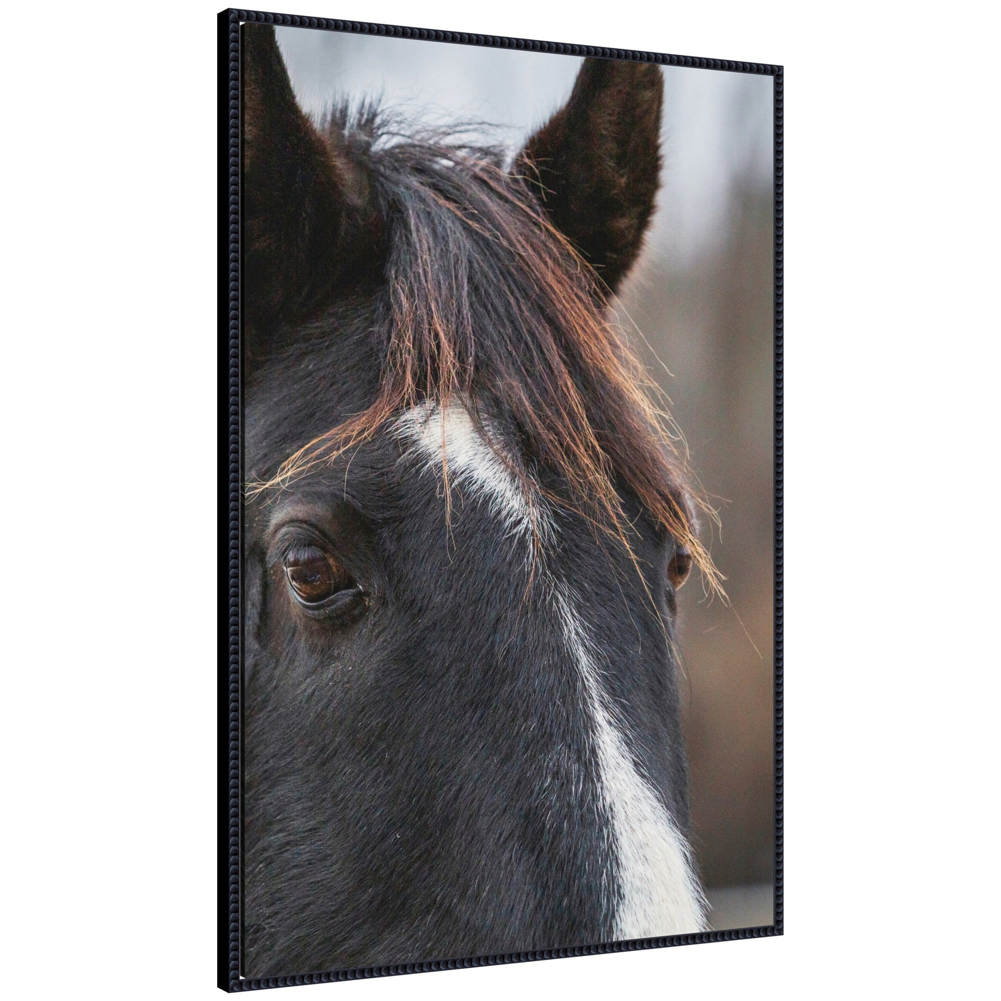Framed canvas wall art print showing close-up of a black horse with a white stripe on forehead in a beaded black Sylvie frame.