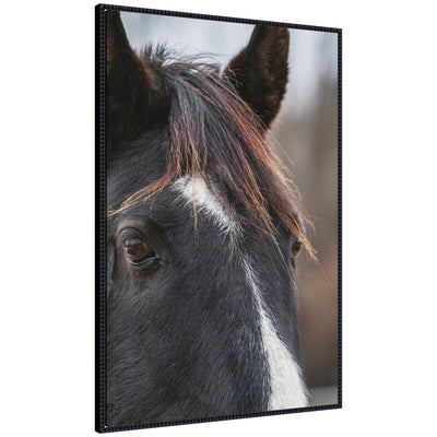 Framed canvas wall art print showing close-up of a black horse with a white stripe on forehead in a beaded black Sylvie frame.