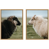 Side profiles of a black sheep with curly wool and a white sheep with fluffy wool, both against a blurred green and blue outdoor background, each framed separately.
