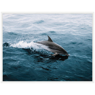 Sylvie Dolphin Skipping along in the Ocean Framed Canvas by Michael Schauer