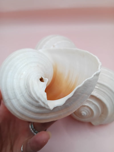 4–5 inch White Tun Shell (Tonna tessellata) with creamy white and tan spotted surface for coastal decor or crafting