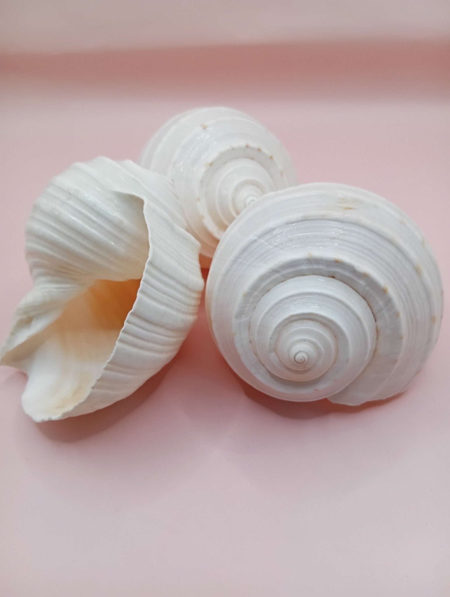 4–5 inch White Tun Shell (Tonna tessellata) with creamy white and tan spotted surface for coastal decor or crafting