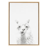 Framed black and white close-up portrait of a fluffy alpaca facing forward with a neutral expression on a white background.