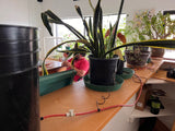 Blumat Classic Vacation Irrigation Watering Kit by Sustainable Village - product image 4 for Resin Society