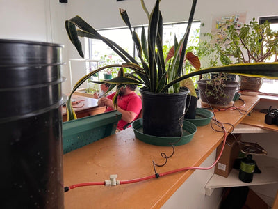 Blumat Classic Vacation Irrigation Watering Kit by Sustainable Village - product image 4 for Resin Society