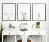 Minimalist white desk with three framed animal sketches above: sheep, alpaca, and duck, each on white background, accented by green plants and small desk items.