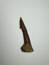 Pointed brown fossil resembling a tapered spine or tooth with a slightly flared base, displayed on a plain light surface.