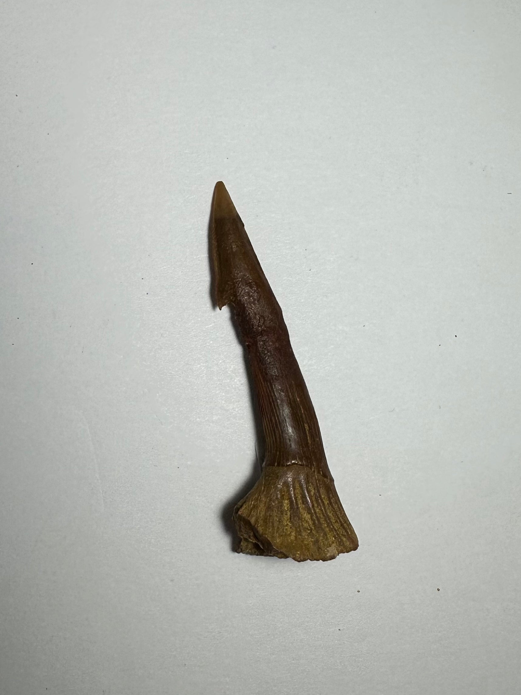 Onchopristis Barb/Tooth (MD) Fossil from Morocco