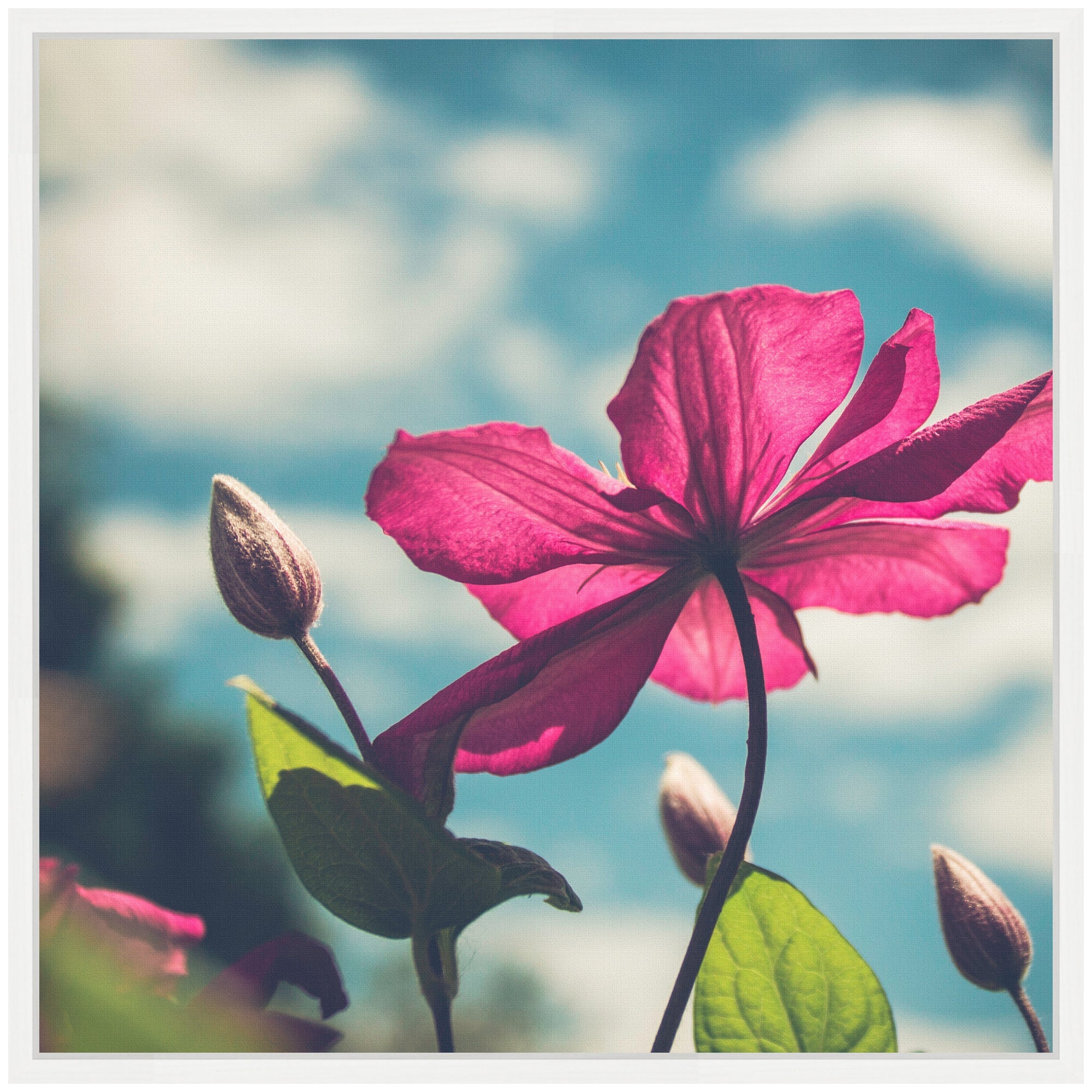 Sylvie Flower in the Sky Framed Canvas by Stephanie Klatt