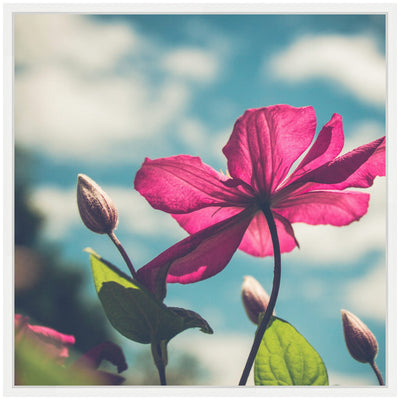 Sylvie Flower in the Sky Framed Canvas by Stephanie Klatt