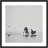Framed wall art print titled Humpback Whales No.
2 by Laura Evans depicting two humpback whales swimming underwater