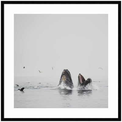 Framed wall art print titled Humpback Whales No.
2 by Laura Evans depicting two humpback whales swimming underwater