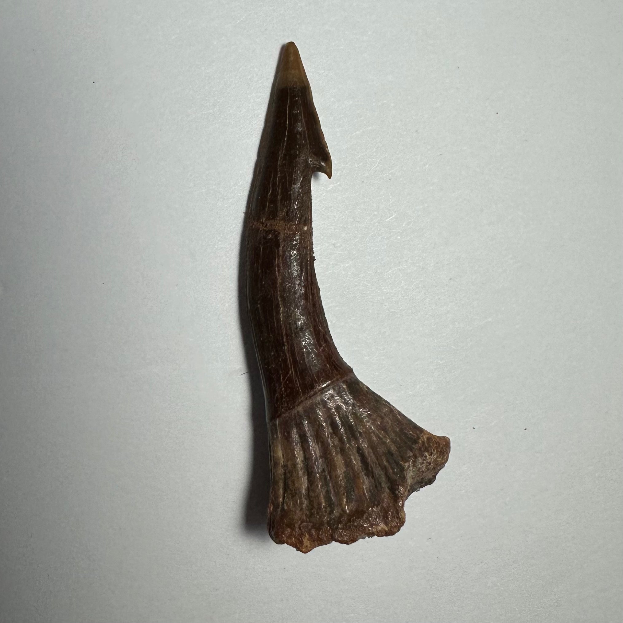 Onchopristis Barb/Tooth (MD) Fossil from Morocco