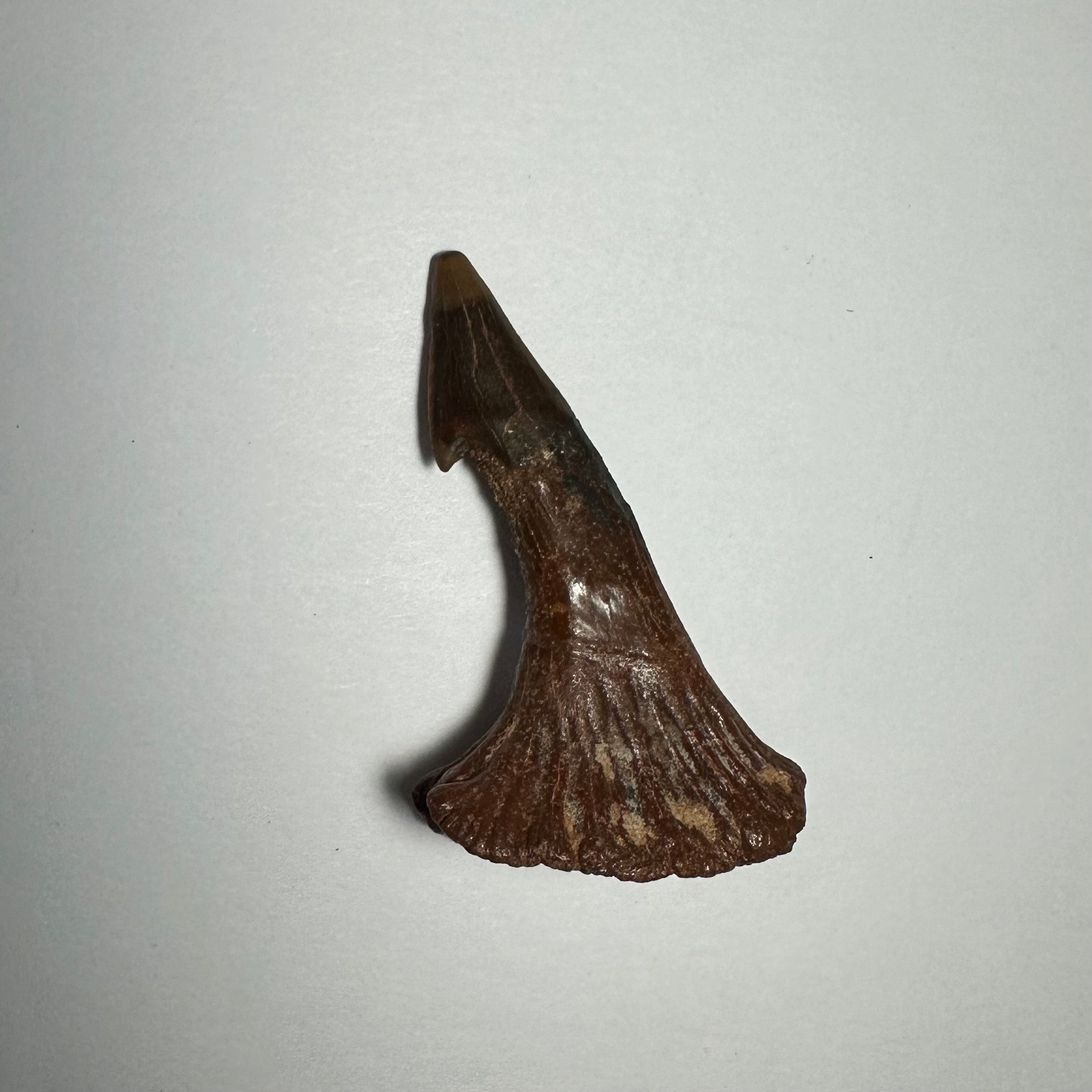 Onchopristis Barb/Tooth (MD) Fossil from Morocco