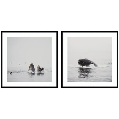 Humpback Whale 2 Piece Framed Wall Art Print Set by Laura Evans in black designer moulding, displayed on wall