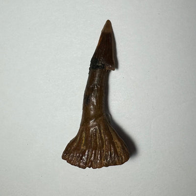 Onchopristis Barb/Tooth (MD) Fossil from Morocco