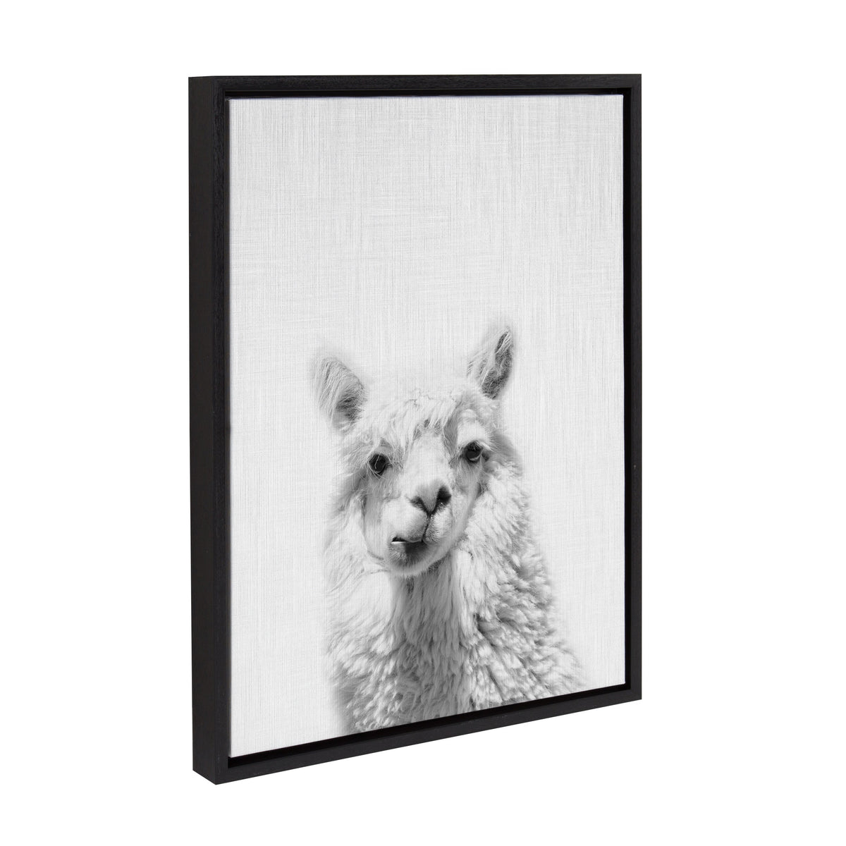 Black-framed grayscale canvas print featuring a close-up of a fluffy alpaca looking straight ahead with a textured white background.
