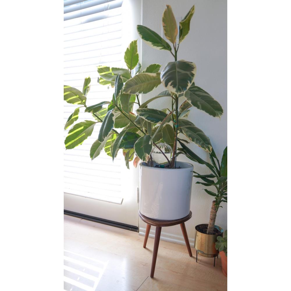 Blumat Glass Plant Self Watering Globes by Sustainable Village - product image 17 for Resin Society