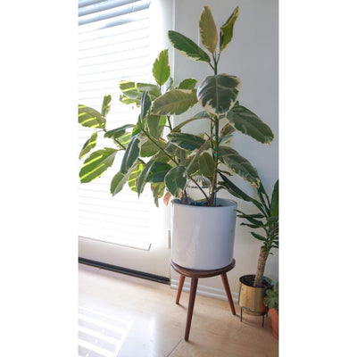 Blumat Glass Plant Self Watering Globes by Sustainable Village - product image 17 for Resin Society