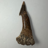 Dark brown fossilized Onchopristis barb/tooth with a tapering pointed tip and a textured, irregular base, displayed against a plain light background.