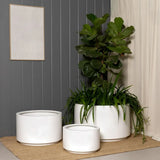 Three white cylindrical ceramic planters of different sizes on a woven mat, with a tall leafy plant in the largest planter against a gray paneled wall and cream curtain.