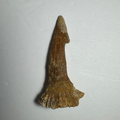 Onchopristis Barb/Tooth (MD) Fossil from Morocco