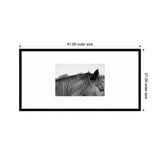 Framed black and white photo of a horse's head and neck, shown horizontally with dimensions 41 by 21 inches including the frame.