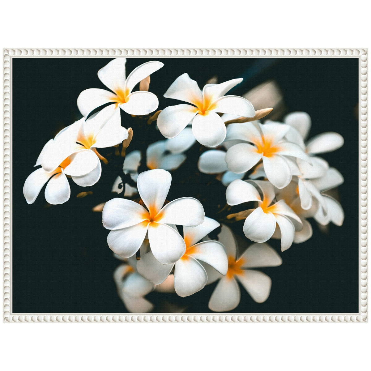 Close-up of white tropical flowers with soft orange centers arranged against a dark background, framed with a white beaded border.
