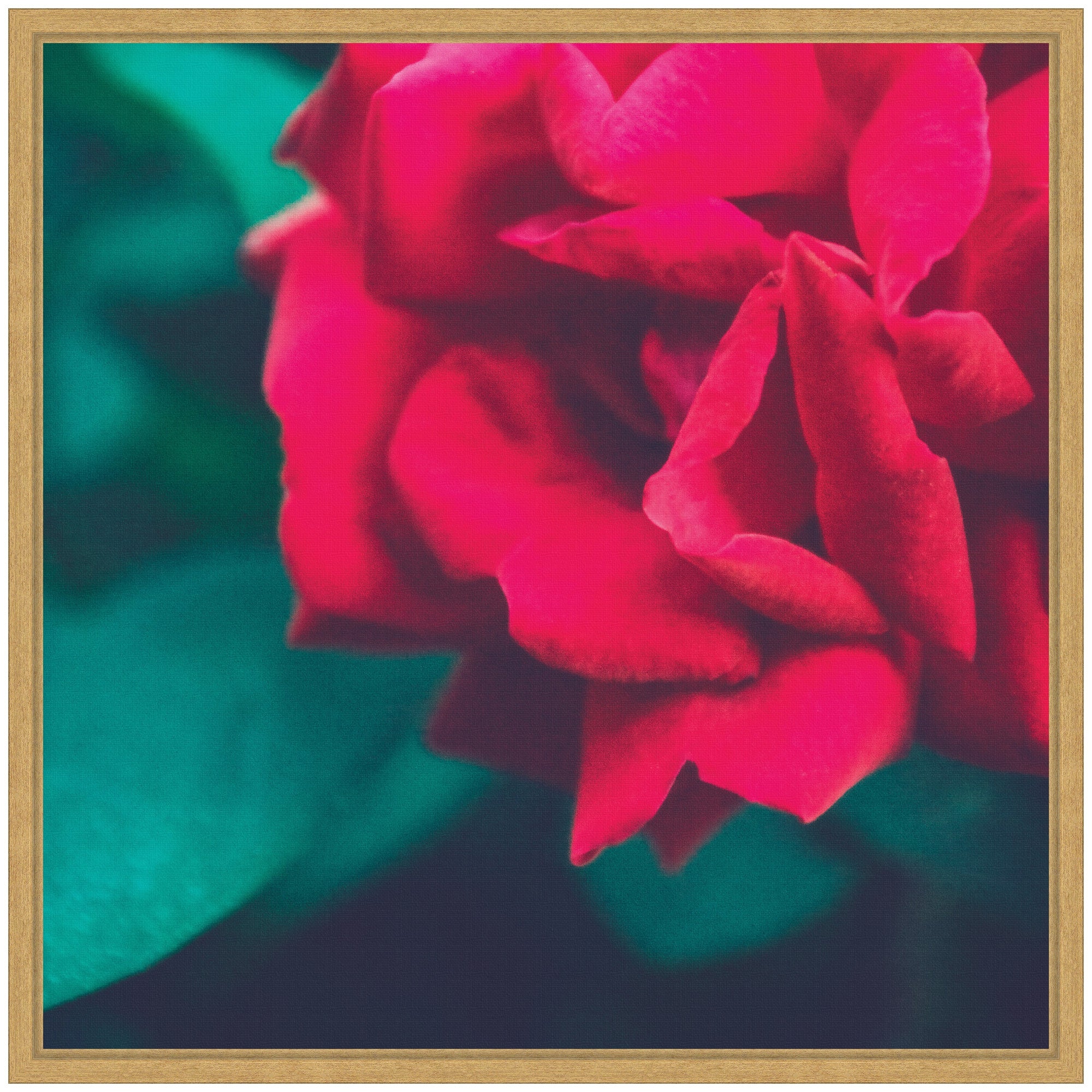 Sylvie Red Velvet Garden Rose Framed Canvas by Stephanie Klatt