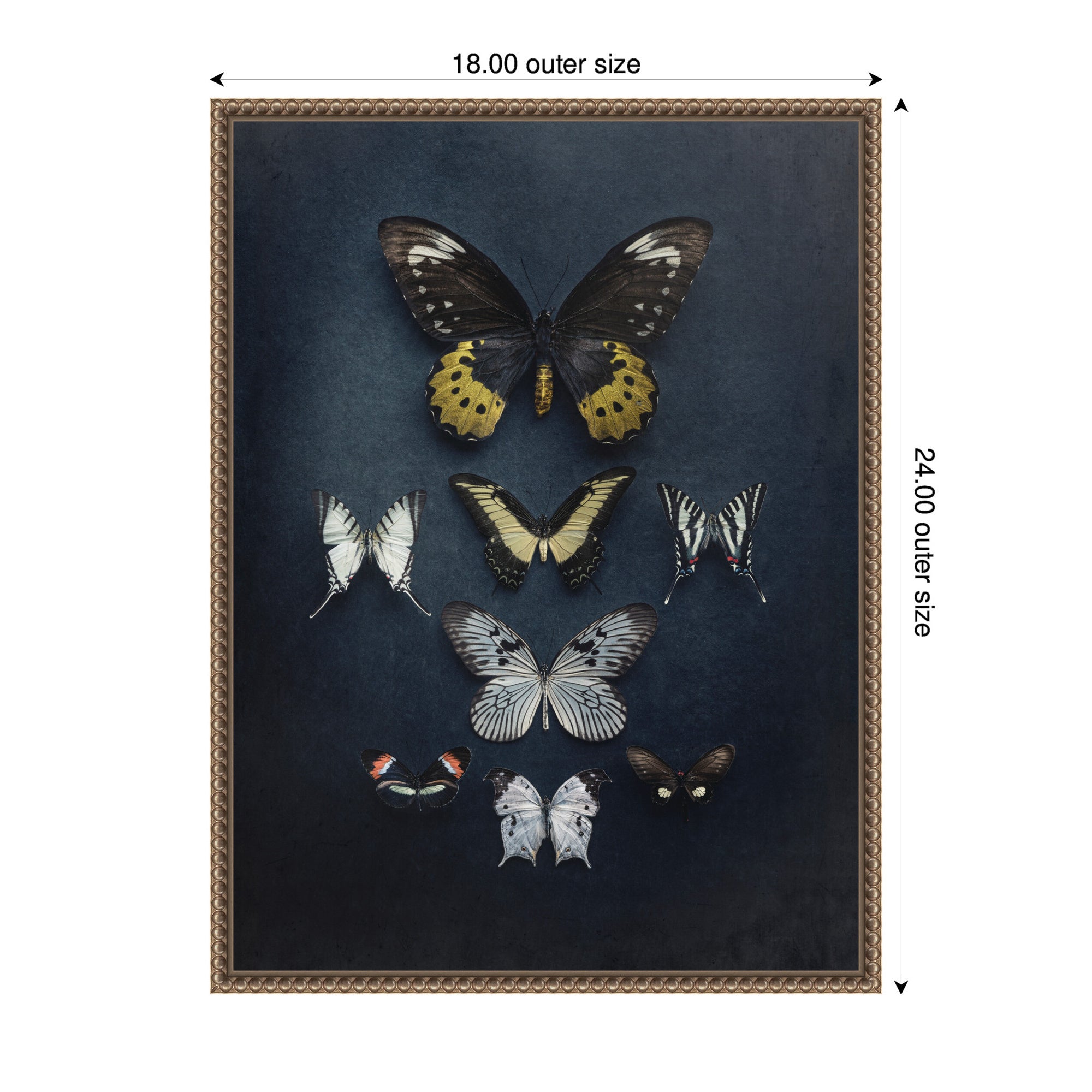 Butterfly Study Dark by Emiko and Mark Franzen F2 Images Framed Canvas Wall Art Print